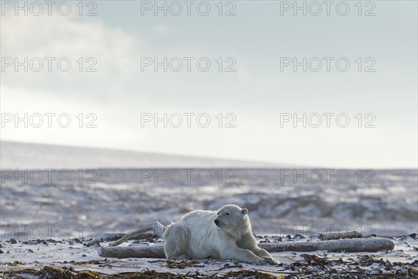 Polar Bear (Ursus maritimus)