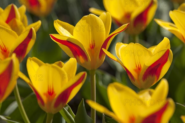 Waterlily Tulips (Tulipa kaufmanniana 'Goldstueck')