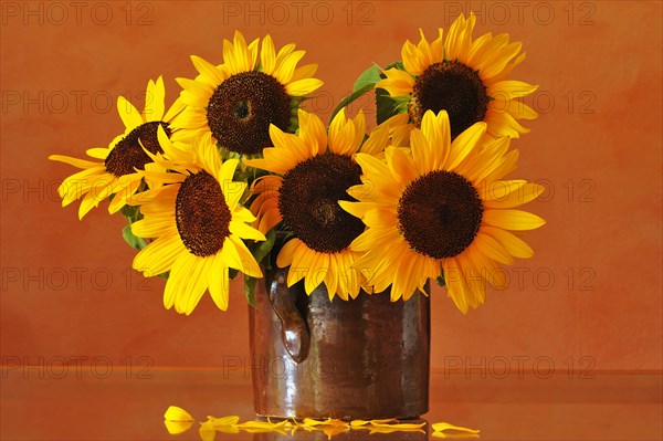 Sunflowers (Helianthus annuus) in a clay pot