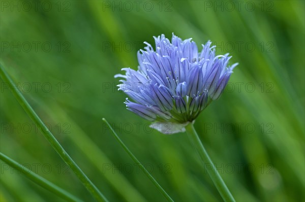 Inflorescence of Chives (Allium schoenoprasum)