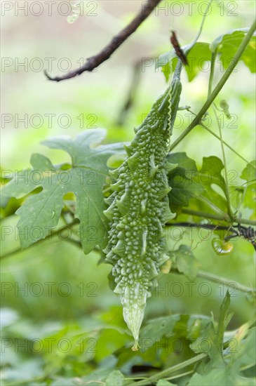 Bitter melon (Momordica charantia)