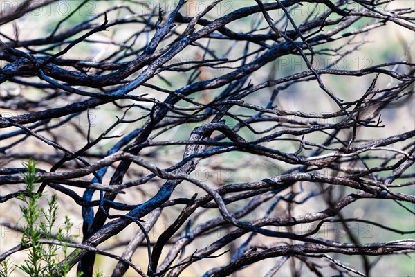 Burnt trees near Pico dos Barcelos mountain