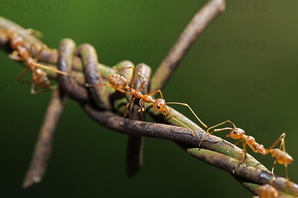 Asian Weaver Ants (Oecophylla smaragdina) on barbed wire