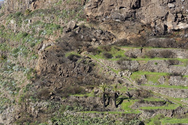 Partially burned mountainside