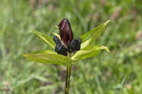 Purple gentian (Gentiana purpurea)