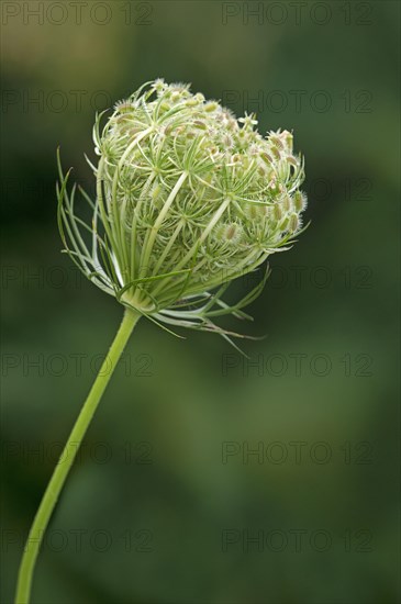 Nest-shaped rolled fruit umbel of Wild Carrot