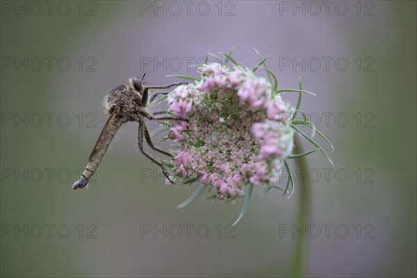 Robberfly (Machimus rusticus)