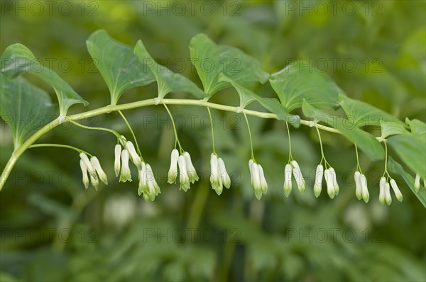 Solomon's Seal