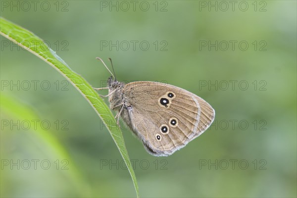 Ringlet butterfly (Aphantopus hyperantus)