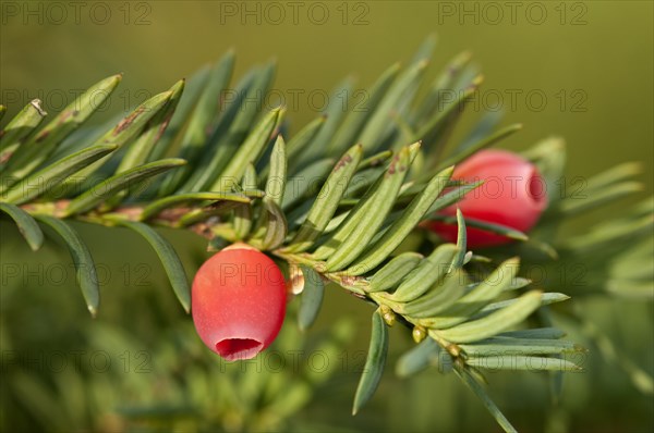 English Yew or European Yew (Taxus baccata)