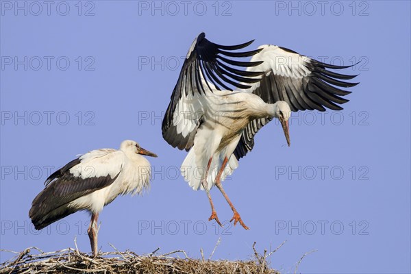 Young White Storks (Ciconia ciconia) during flight training on a nest