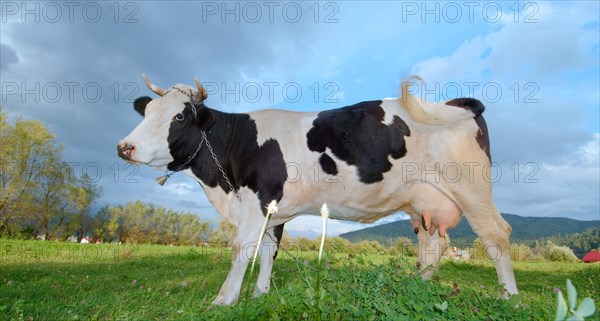 Cow on pasture