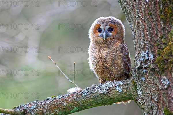 Young Tawny Owl or Brown Owl (Strix aluco) perched on a tree