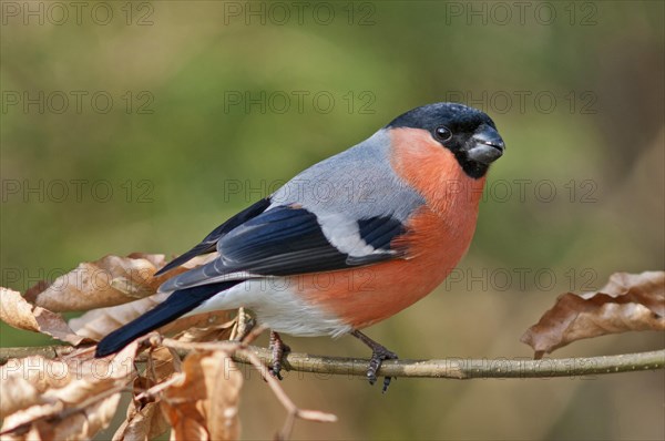 Bullfinch or Eurasian Bullfinch (Pyrrhula pyrrhula)