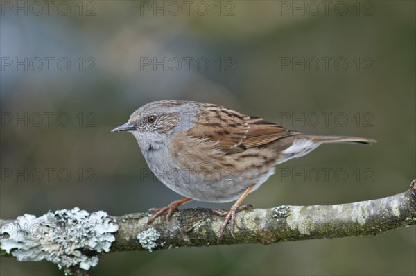 Dunnock