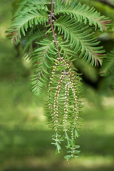 Male cones of the Dawn Redwood (Metasequoia glyptostroboides)