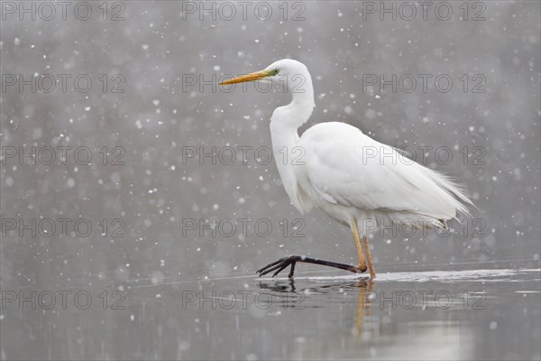 Great Egret (casmerodius albus