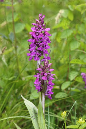 Marsh Orchid (Dactylorhiza majalis)