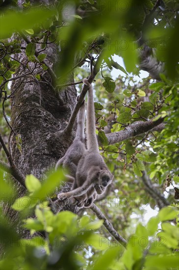 Northern Muriqui (Brachyteles hypoxanthus)