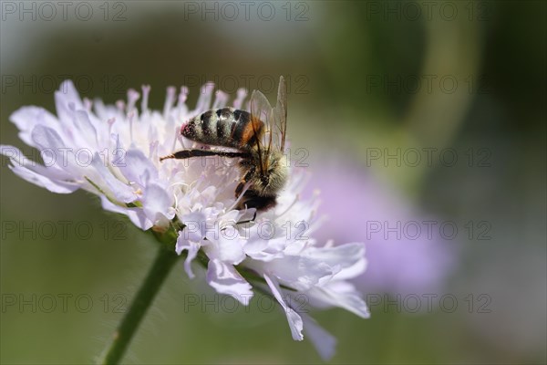 Western Honey Bee (Apis mellifera) on the flower of a Field Scabious (Knautia arvensis)