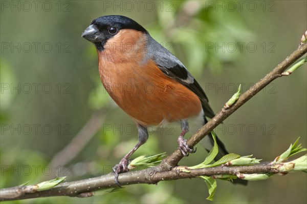 Bullfinch (Pyrrhula pyrrhula)