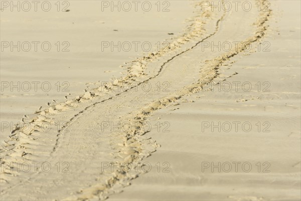 Tracks of a Green Sea Turtle or Pacific Green Turtle (Chelonia mydas japonica) on the beach