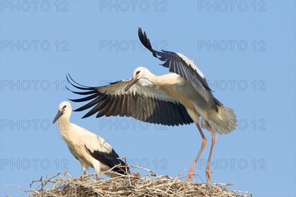 White Storks (Ciconia ciconia)