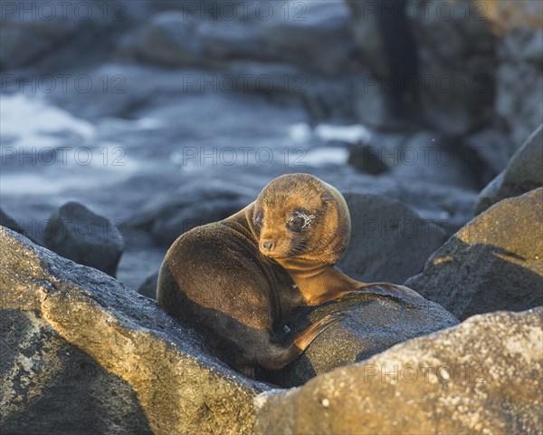 Young Galapagos Sea Lion (Zalophus wollebaeki)