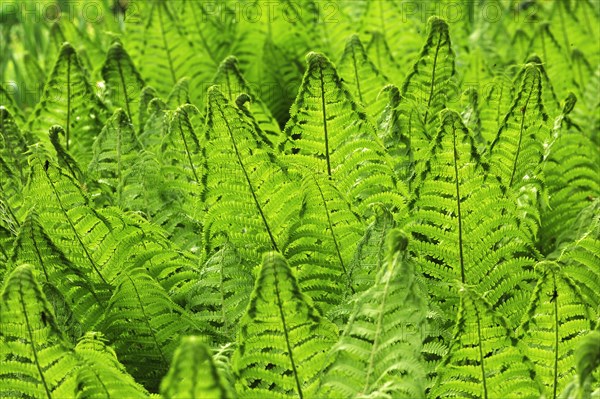 Ostrich Fern or Shuttlecock Fern (Matteuccia struthiopteris)