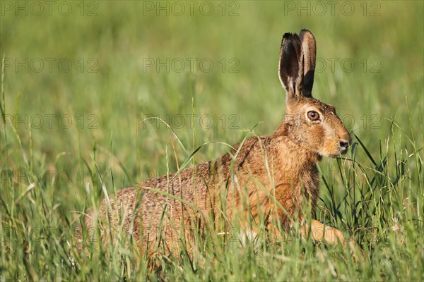 Hare (Lepus europaeus) in a meadow