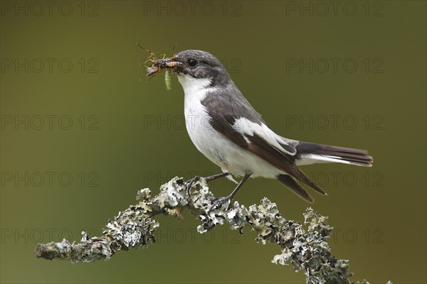 European Pied Flycatcher (Ficedula hypoleuca)