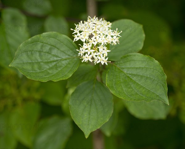 Common Dogwood (Cornus sanguinea)