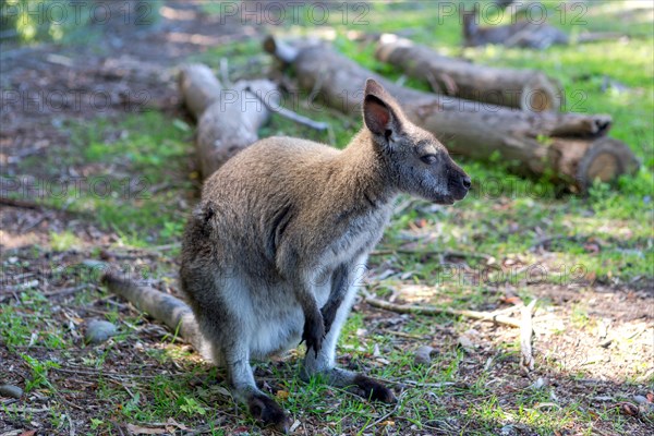 Red-necked Wallaby (Macropus rufogriseus)