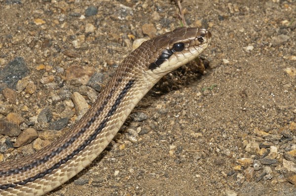 Four-lined Snake (Elaphe quatorlineata)