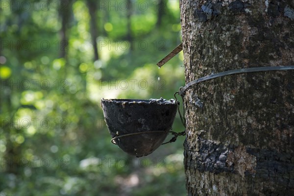 Rubber Tree (Hevea brasiliensis) with collecting vessel