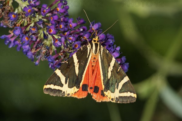 Jersey Tiger (Euplagia quadripunctaria) sucking nectar from Buddleja