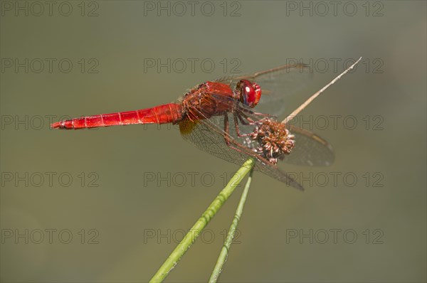 Scarlet Dragonfly (Crocothemis erythraea)