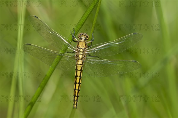 Black-tailed Skimmer (Orthetrum cancellatum)