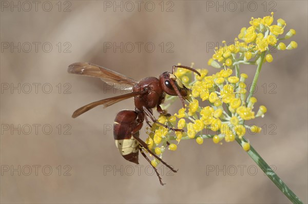 Oriental Hornet (Vespa orientalis) foraging for nectar on a Smyrnium plant (Smyrnium rotundifolium)
