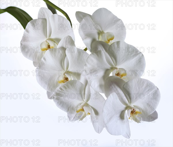 White Moth Orchid (Phalaenopsis)