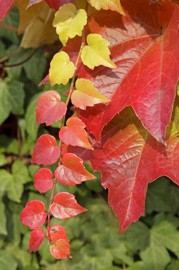 Boston ivy (Parthenocissus tricuspidata) and ivy