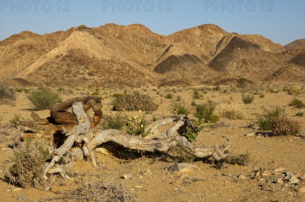 Dead Shepherds tree (Boscia) is located in the mountainous