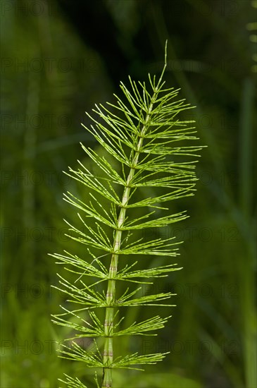 Sterile shoot of Field Horsetail (Equisetum arvense)