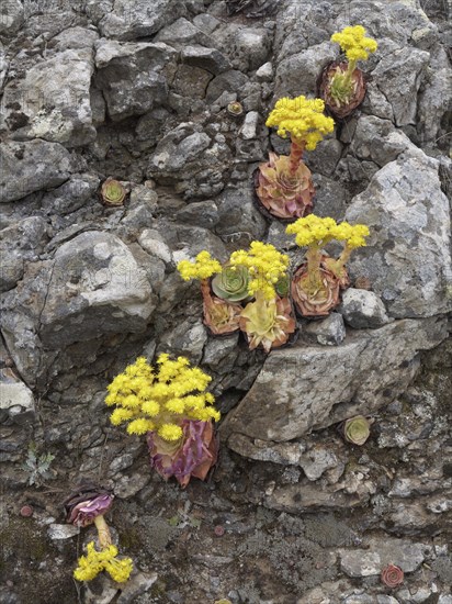 Canary Golden Mountain Rose (Greenovia aurea)