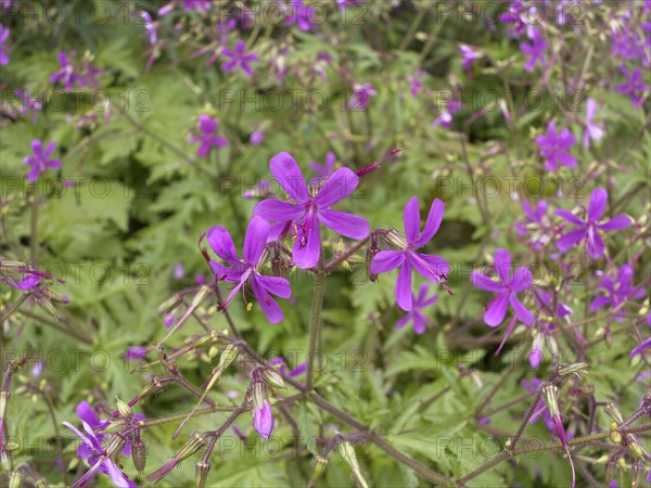 Canary Islands Geranium (Geranium canariense)