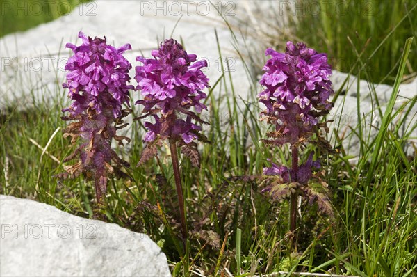 Verticillate lousewort (Pedicularis verticillata)