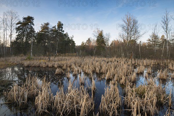 Bog in Schwenninger Moos Nature Reserve