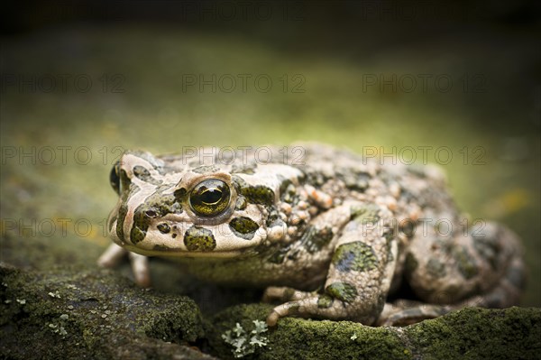 European Green Toad (Bufo viridis)