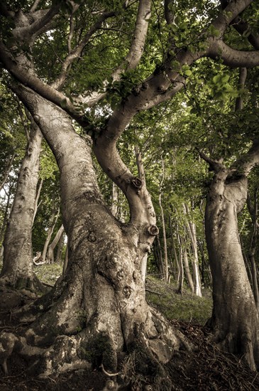 Ancient Beech (Fagus) in a forest