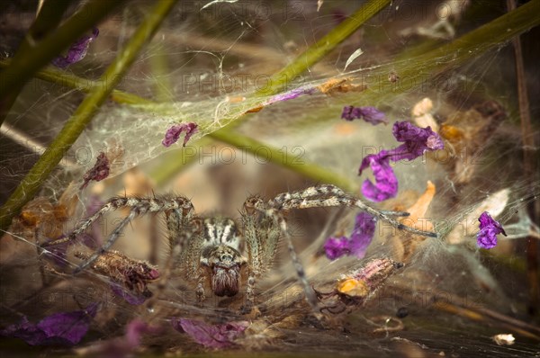 Labyrinth Spider (Agelena labyrinthica)